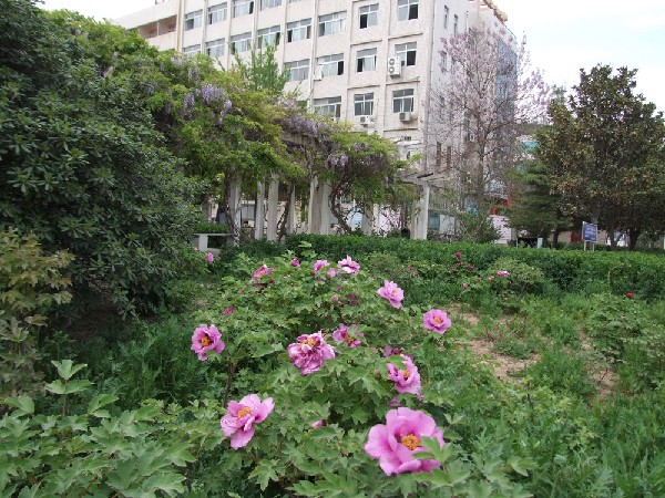 晋安路校区牡丹园